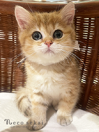 ブリティッシュショートヘア