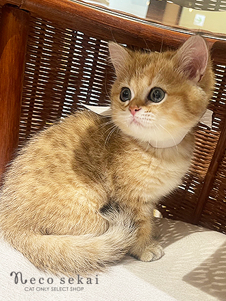 ブリティッシュショートヘア
