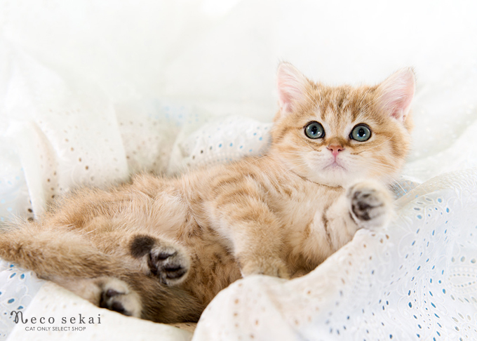 ブリティッシュショートヘア