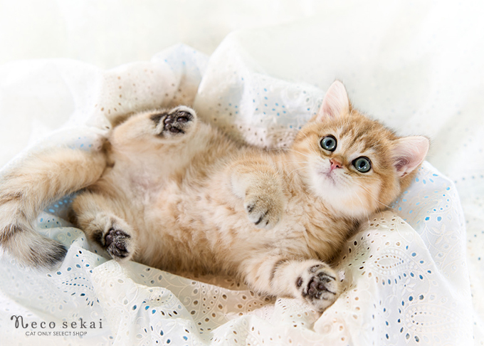 ブリティッシュショートヘア
