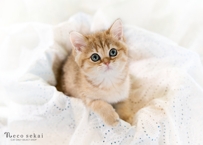 ブリティッシュショートヘア