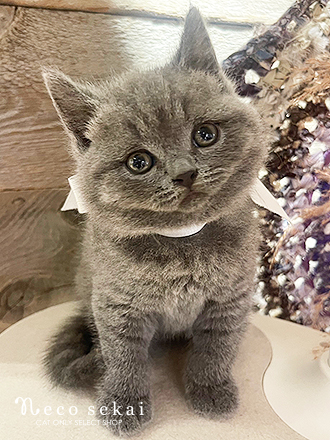 ブリティッシュショートヘア