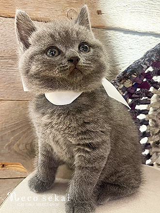 ブリティッシュショートヘア