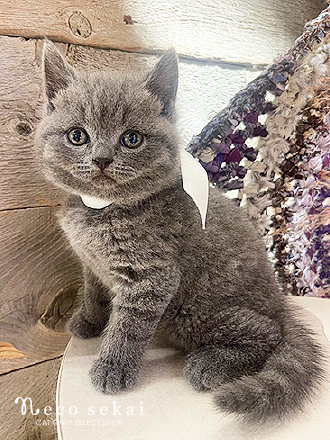 ブリティッシュショートヘア