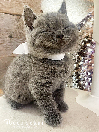 ブリティッシュショートヘア