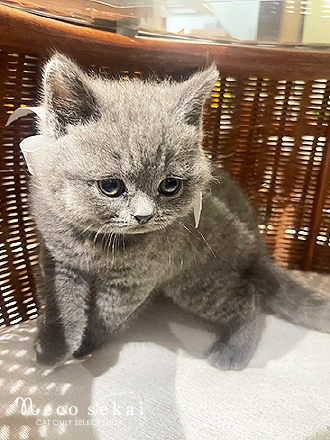 ブリティッシュショートヘア