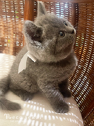 ブリティッシュショートヘア