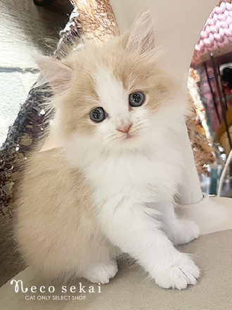 ラガマフィン