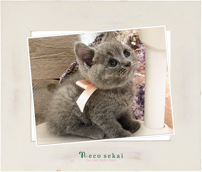 ブリティッシュショートヘア