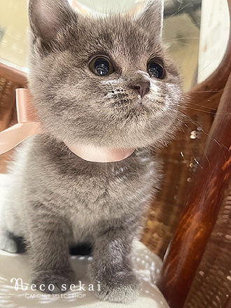 ブリティッシュショートヘア