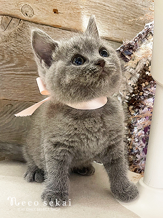 ブリティッシュショートヘア