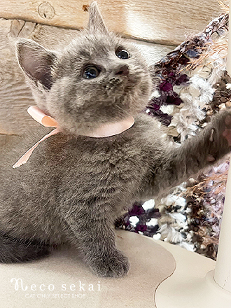 ブリティッシュショートヘア
