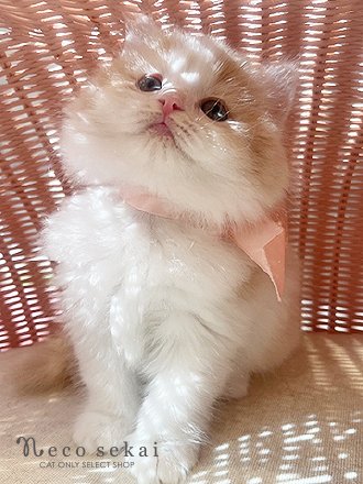 ラガマフィン