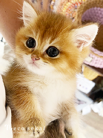 ブリティッシュショートヘア