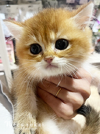ブリティッシュショートヘア