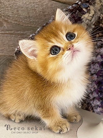 ブリティッシュショートヘア
