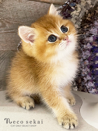 ブリティッシュショートヘア
