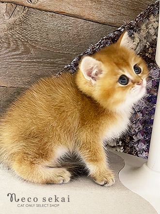 ブリティッシュショートヘア
