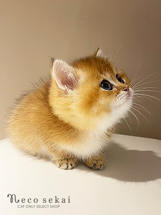 ブリティッシュショートヘア