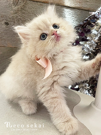 スコティッシュフォールド
