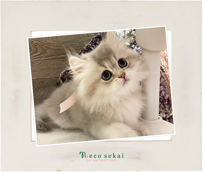 ブリティッシュロングヘア