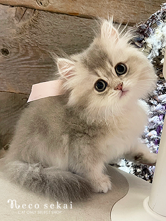 ブリティッシュロングヘア