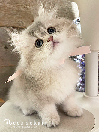 ブリティッシュロングヘア