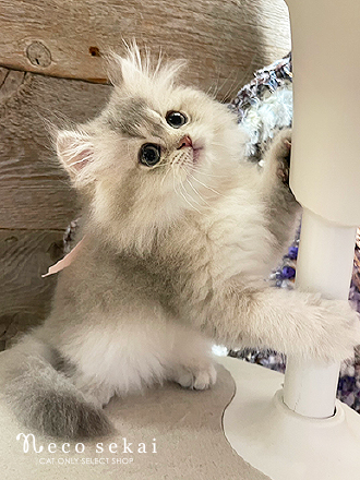 ブリティッシュロングヘア