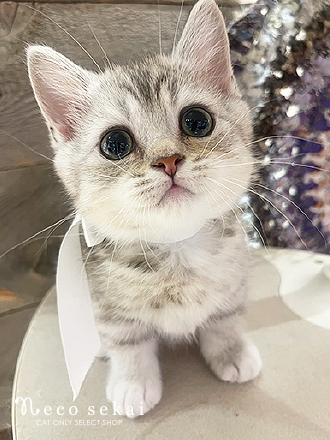 マンチカン