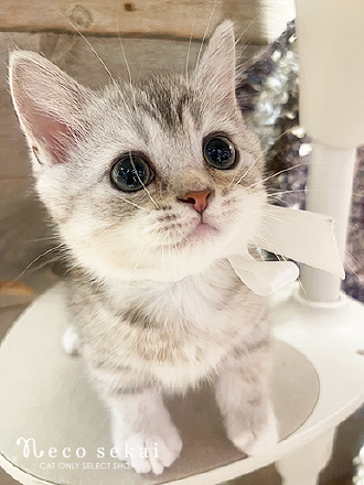 マンチカン
