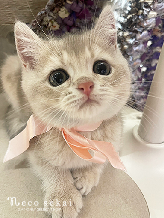 ブリティッシュショートヘア