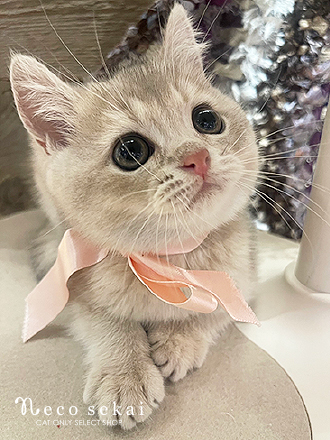 ブリティッシュショートヘア