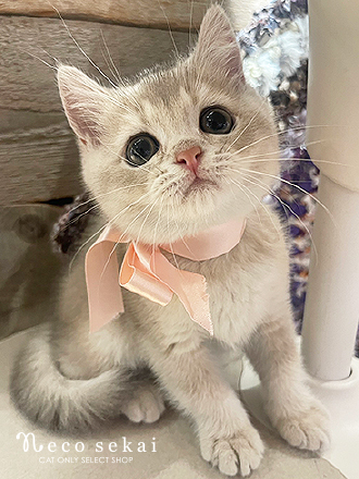 ブリティッシュショートヘア