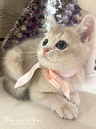 ブリティッシュショートヘア