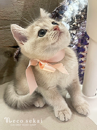 ブリティッシュショートヘア