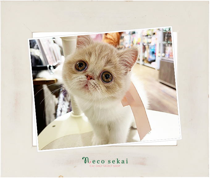エキゾチック