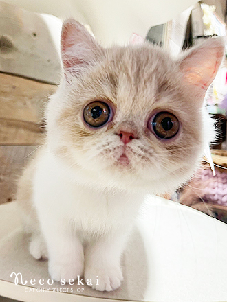 エキゾチック
