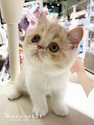 エキゾチック
