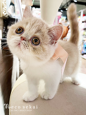 エキゾチック