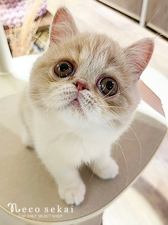 エキゾチック