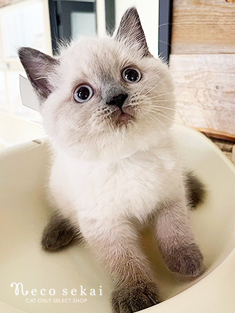 ブリティッシュショートヘア