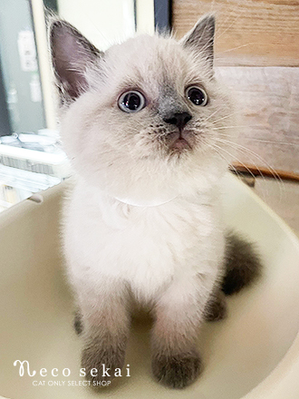 ブリティッシュショートヘア