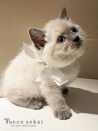 ブリティッシュショートヘア