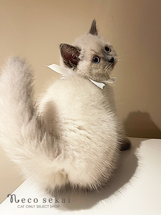 ブリティッシュショートヘア