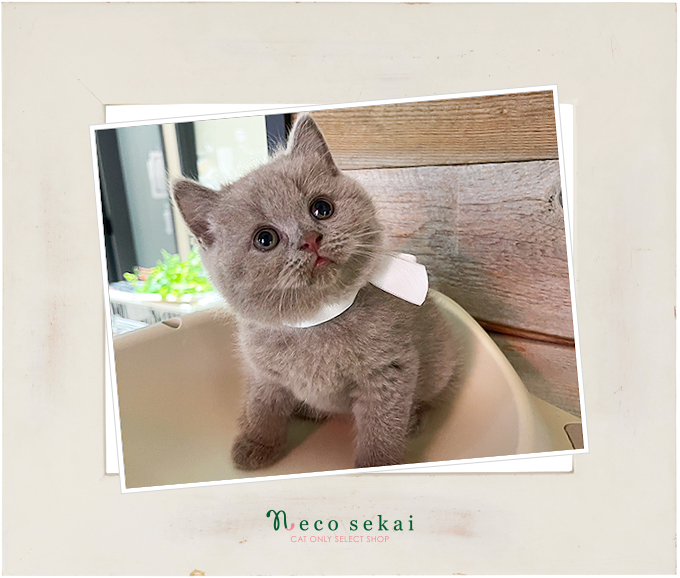 ブリティッシュショートヘア