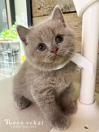 ブリティッシュショートヘア