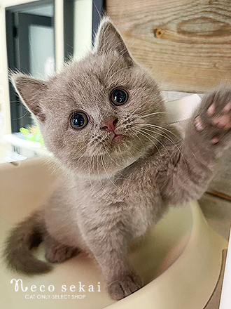 ブリティッシュショートヘア