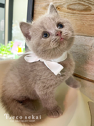 ブリティッシュショートヘア