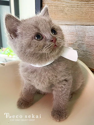ブリティッシュショートヘア