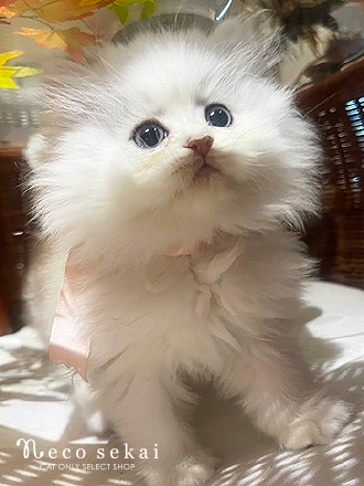 ペルシャ